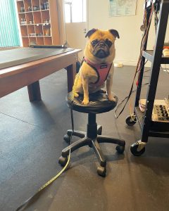 dog on a chair in treatment room