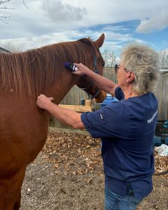 equine therapy session