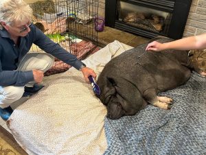 pet pig recieving therapy